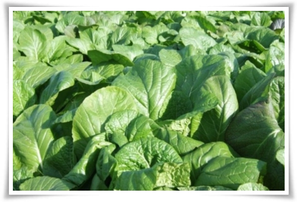 &quot;9월에 심기 좋은 텃밭 작물&quot; 풍성한 수확을 위한 최고의 작물 선택과 관리 비법!