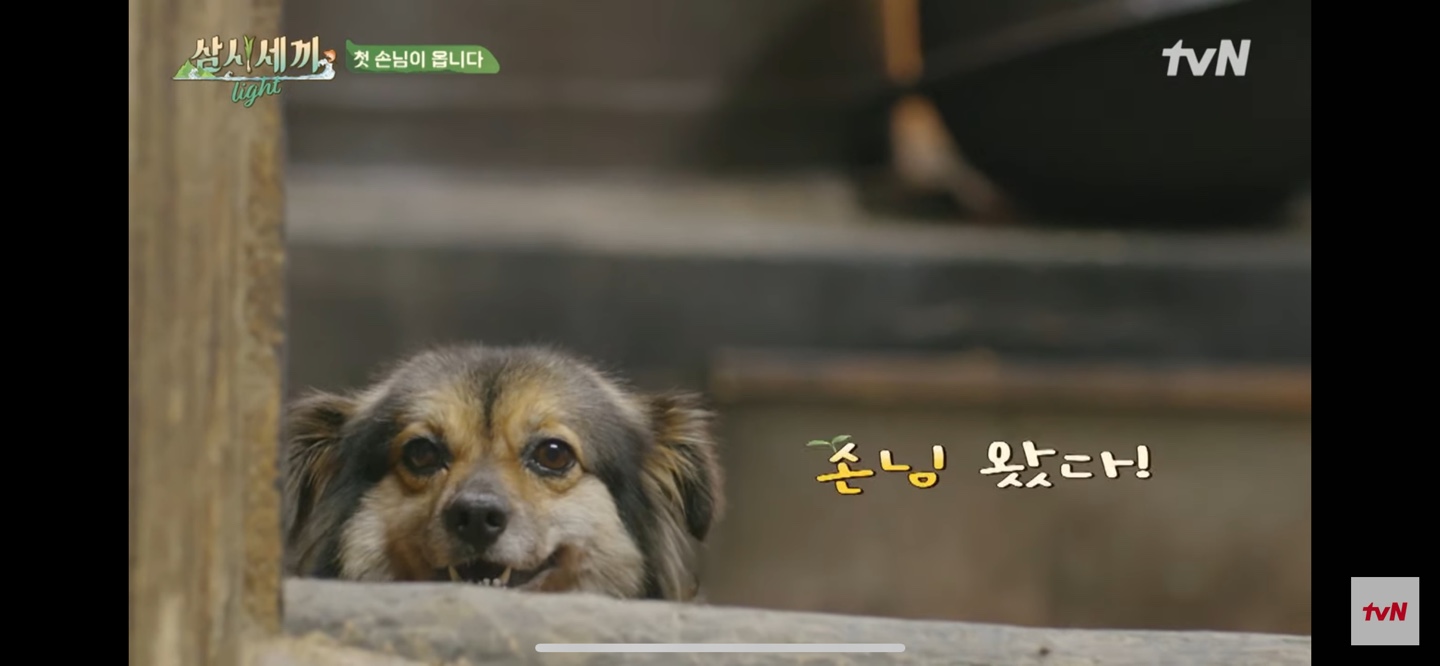 임영웅 삼시세끼 light