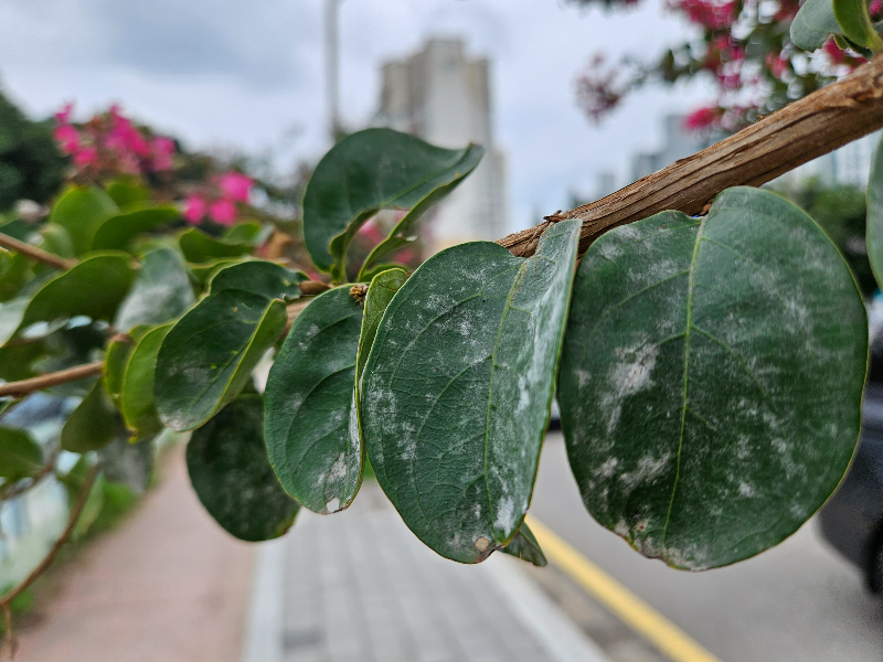 배롱나무 흰가루병