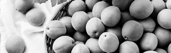 매실 따는 시기