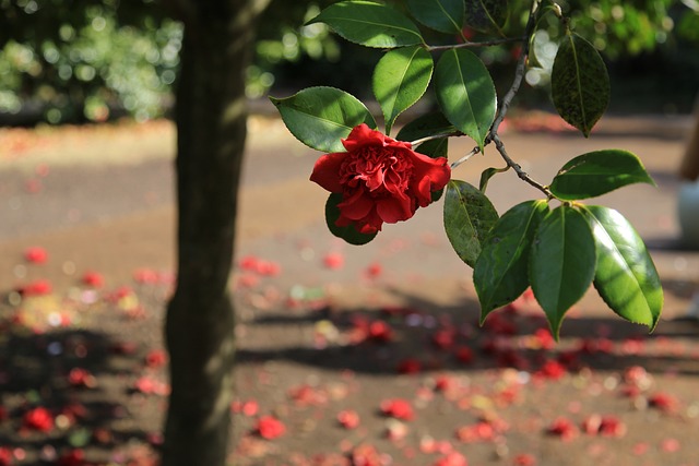 서천 동백꽃 주꾸미 축제