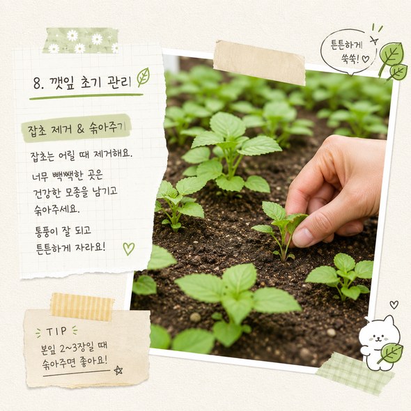 들깨 파종시기