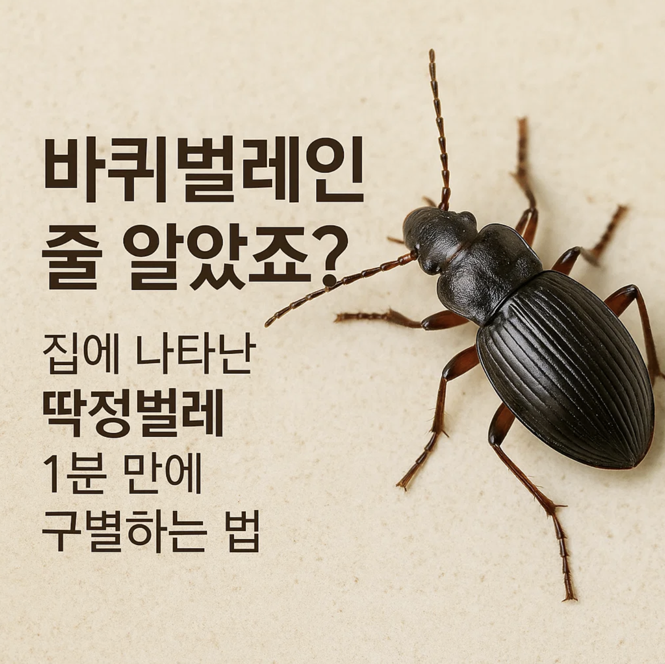 바퀴벌레인 줄 알았죠? 집에 나타난 딱정벌레 1분 만에 구별하는 법