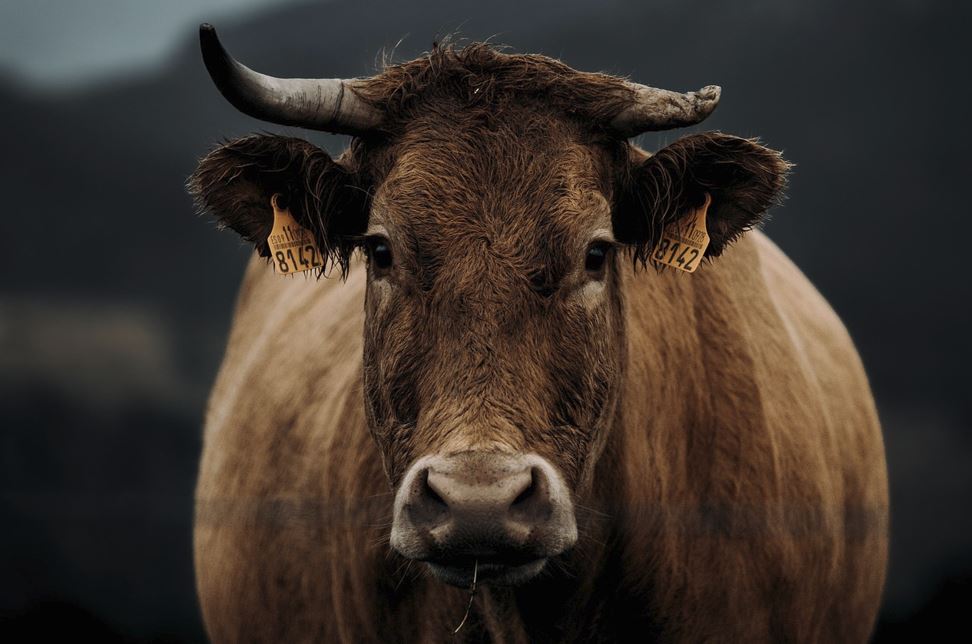 2026년 1월 소띠 운세 총정리