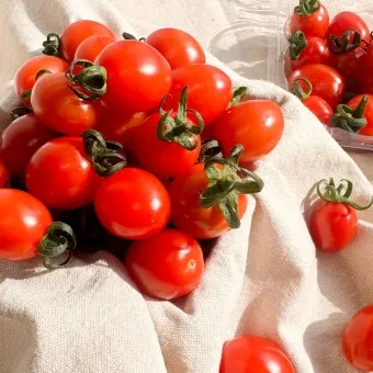 스테비아 방울토마토 칼로리 혈당 하루 섭취량_2