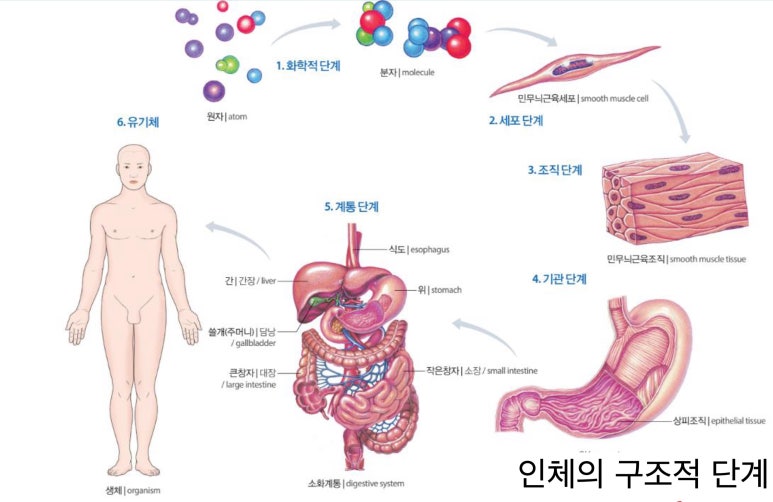 인체의 구조적 단계 @박준기