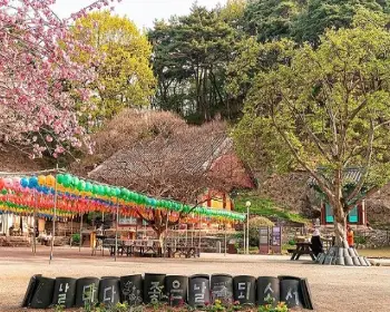 개심사 청벚꽃 개화시기 겹벚꽃 명소_15