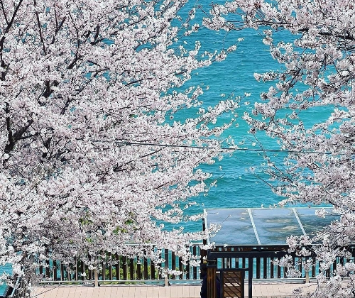 서울 벚꽃 명소