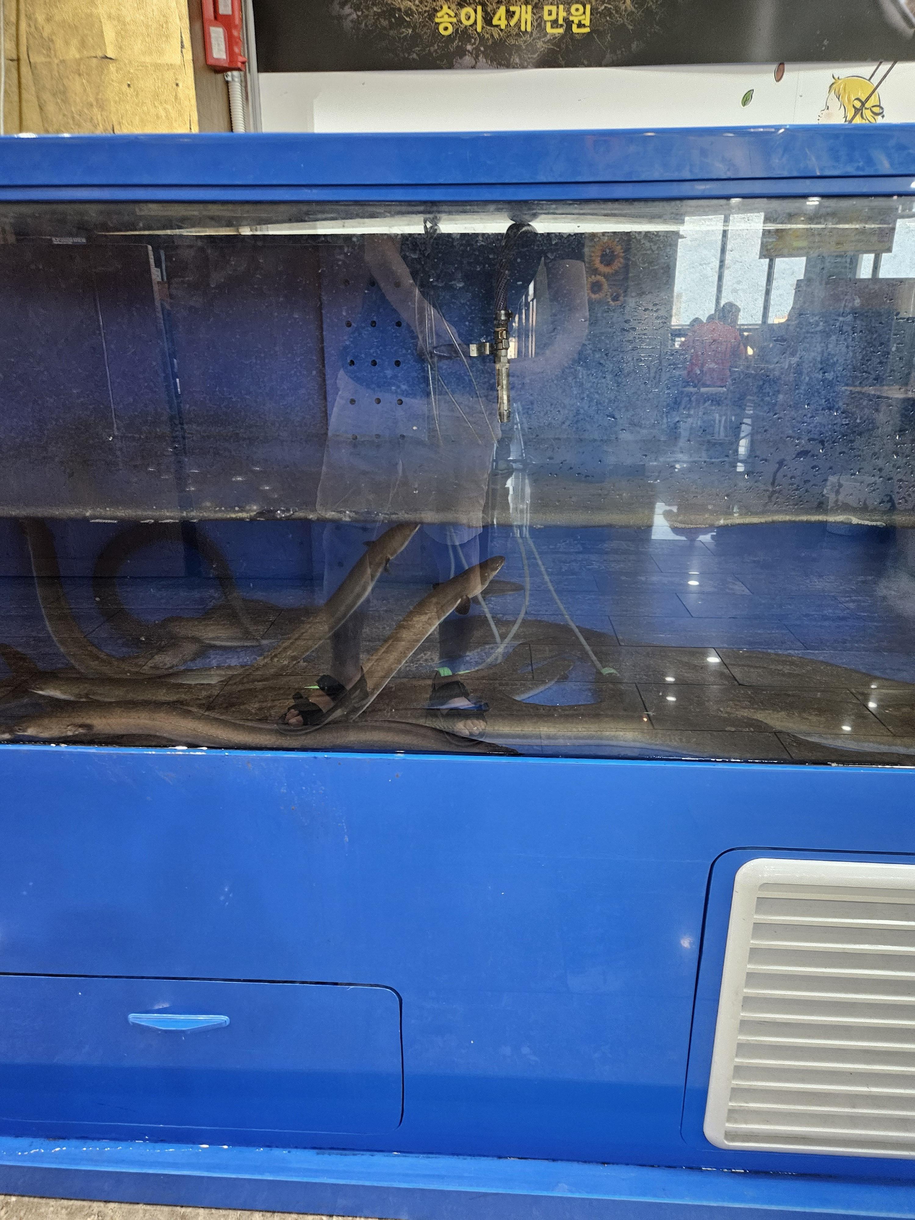 반구정 민물장어 장어 수조