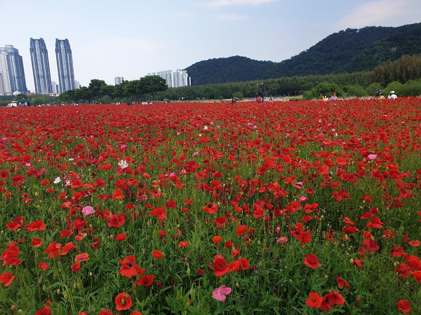 울산 태화강 양귀비꽃