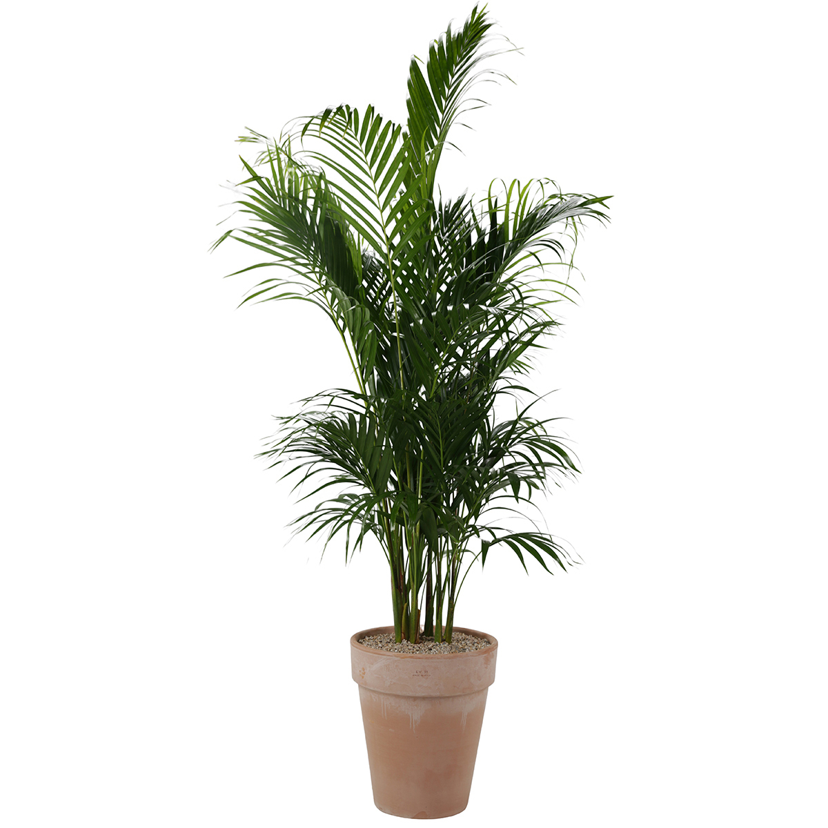 아레카야자 (Areca Palm):
