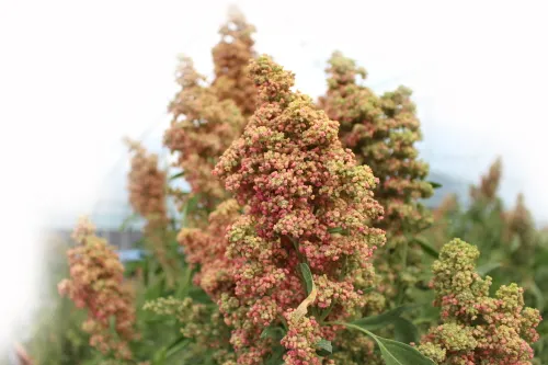 퀴노아 재배 배수성 좋은 흙 고온 건조 적응 수확_6