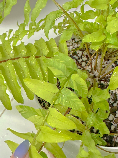 무늬보스톤고사리 비료