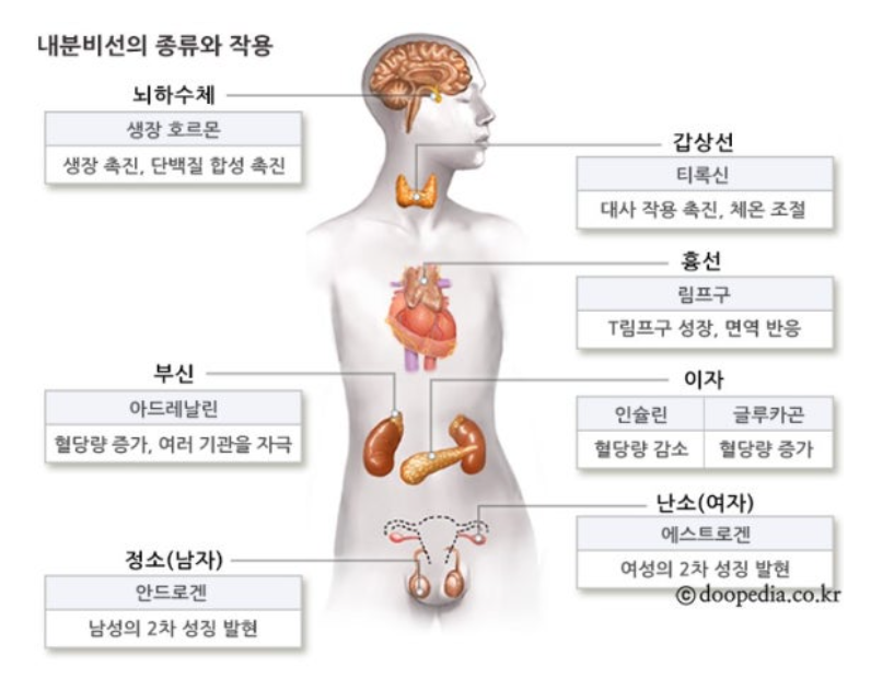 내분비계-위치
