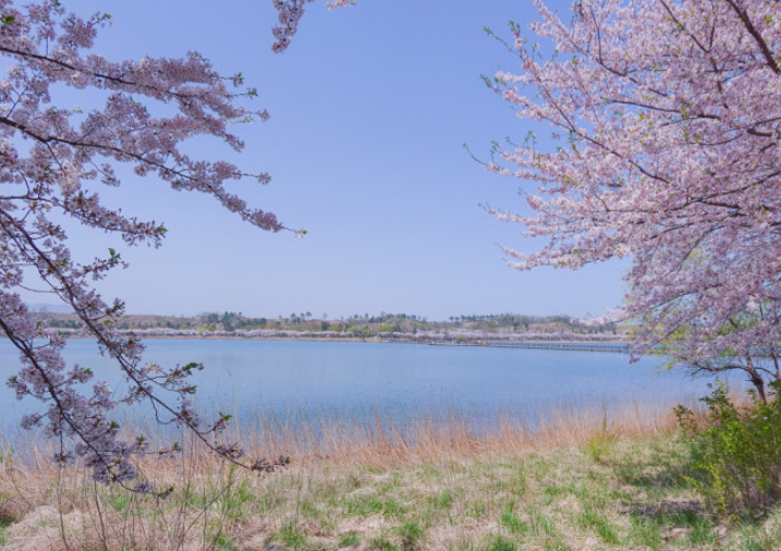 벚꽃 명소 추천
