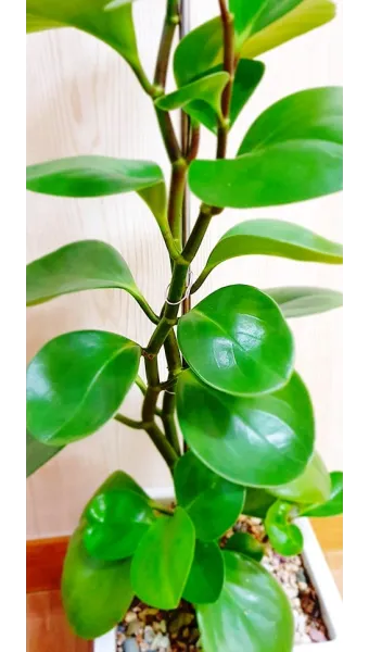 페페로미아 키우기 물주기 분갈이 빛관리 작고 예쁜 실내식물_14