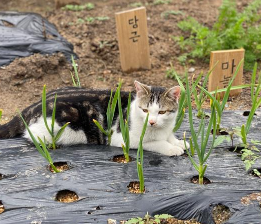 5도2촌 뜻 세컨하우스 시골집 월세 농막 주택 총정리 2