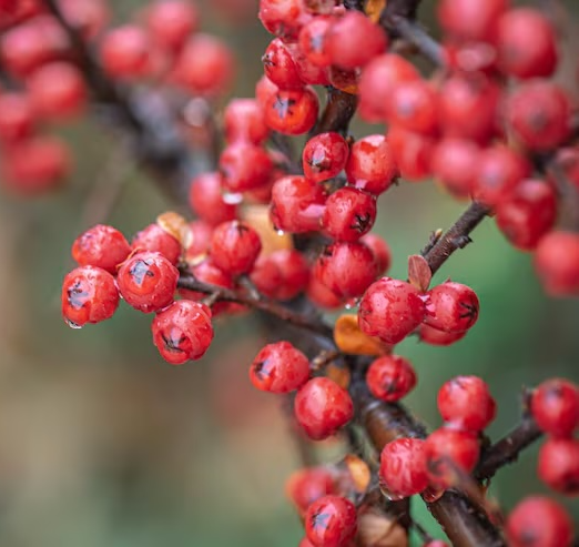 마가목 열매 효능