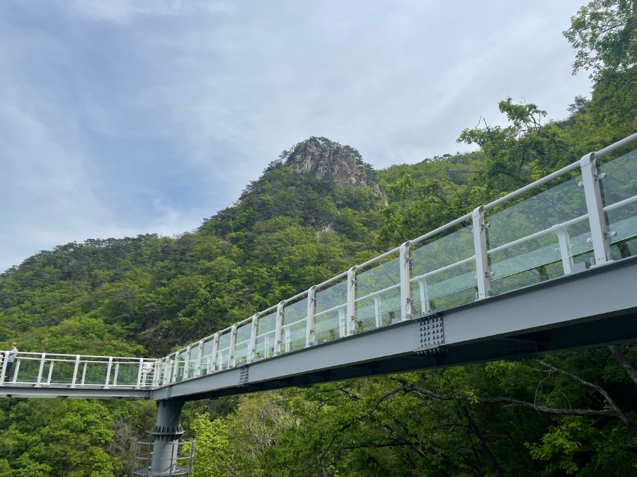주변의 숲 속 나무들은 신록