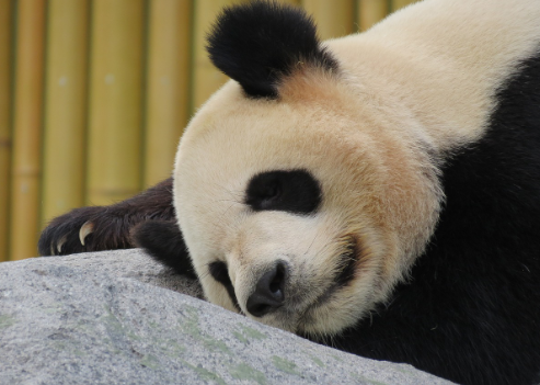 판다 꿈해몽 및 뜻풀이