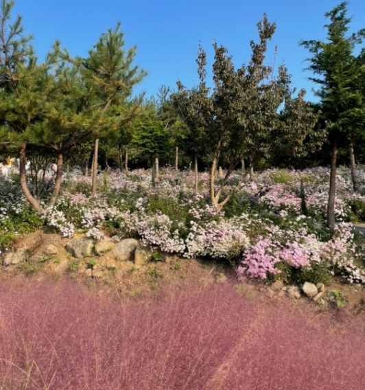 가을에 꼭 가야 하는 억새 명소
