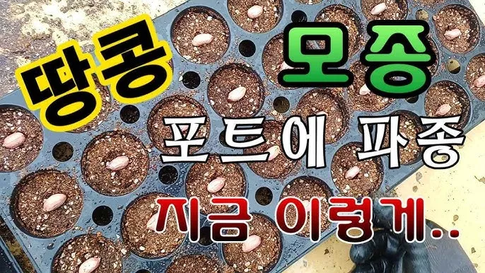 땅콩 심는 시기 수확시기 모종 파종_3