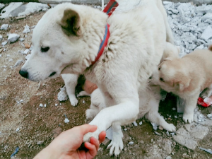 강아지와 교감하는 7가지 방법.