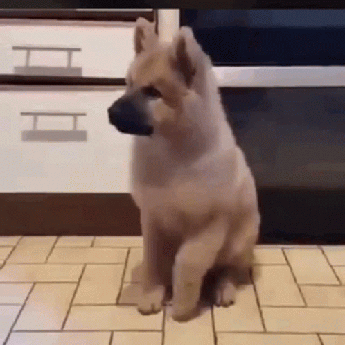 발동동 GIF