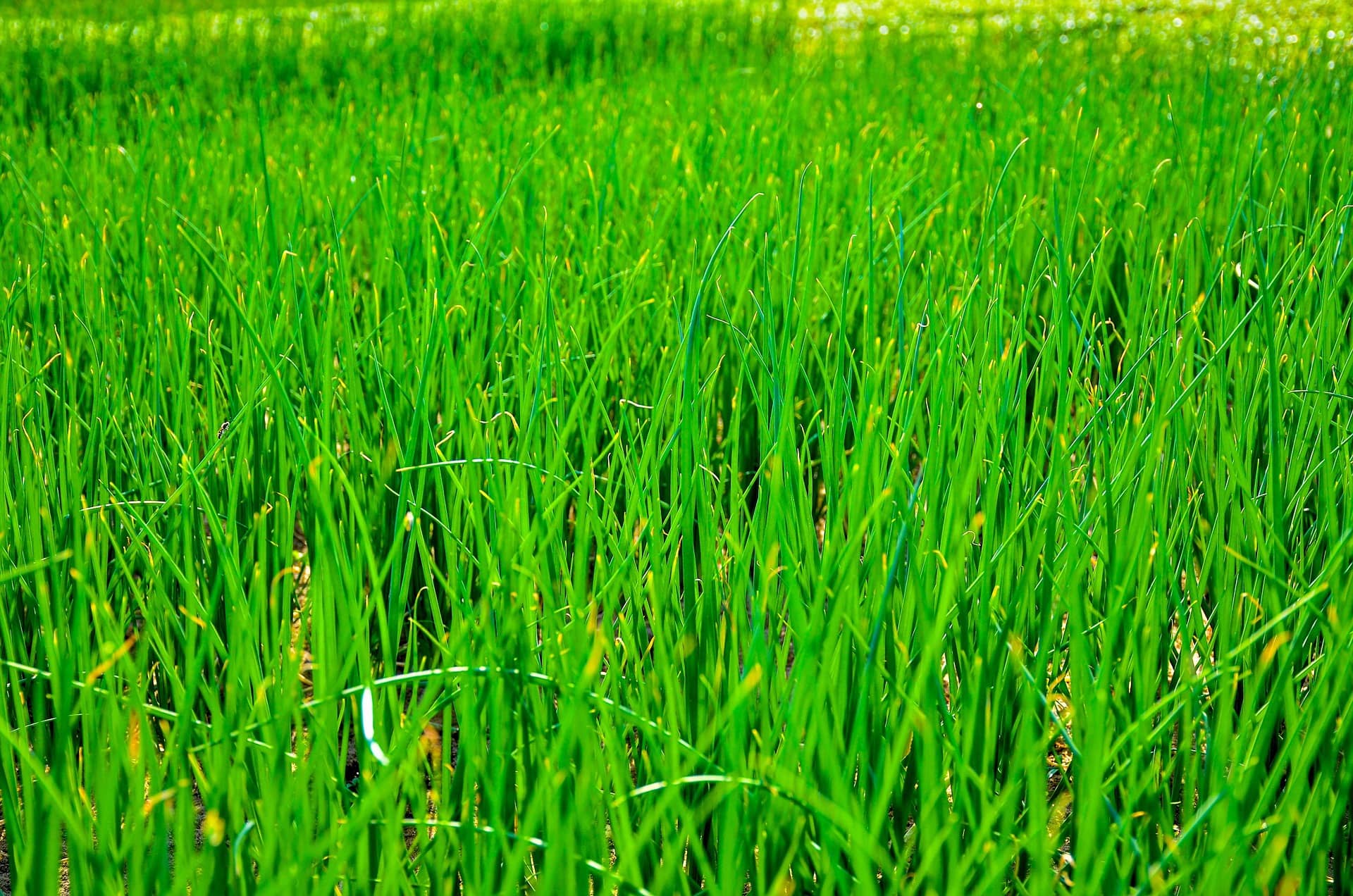쪽파 보관의 핵심 포인트|뿌리 쪽 습기 제거가 관건인 쪽파 신문지 보관법