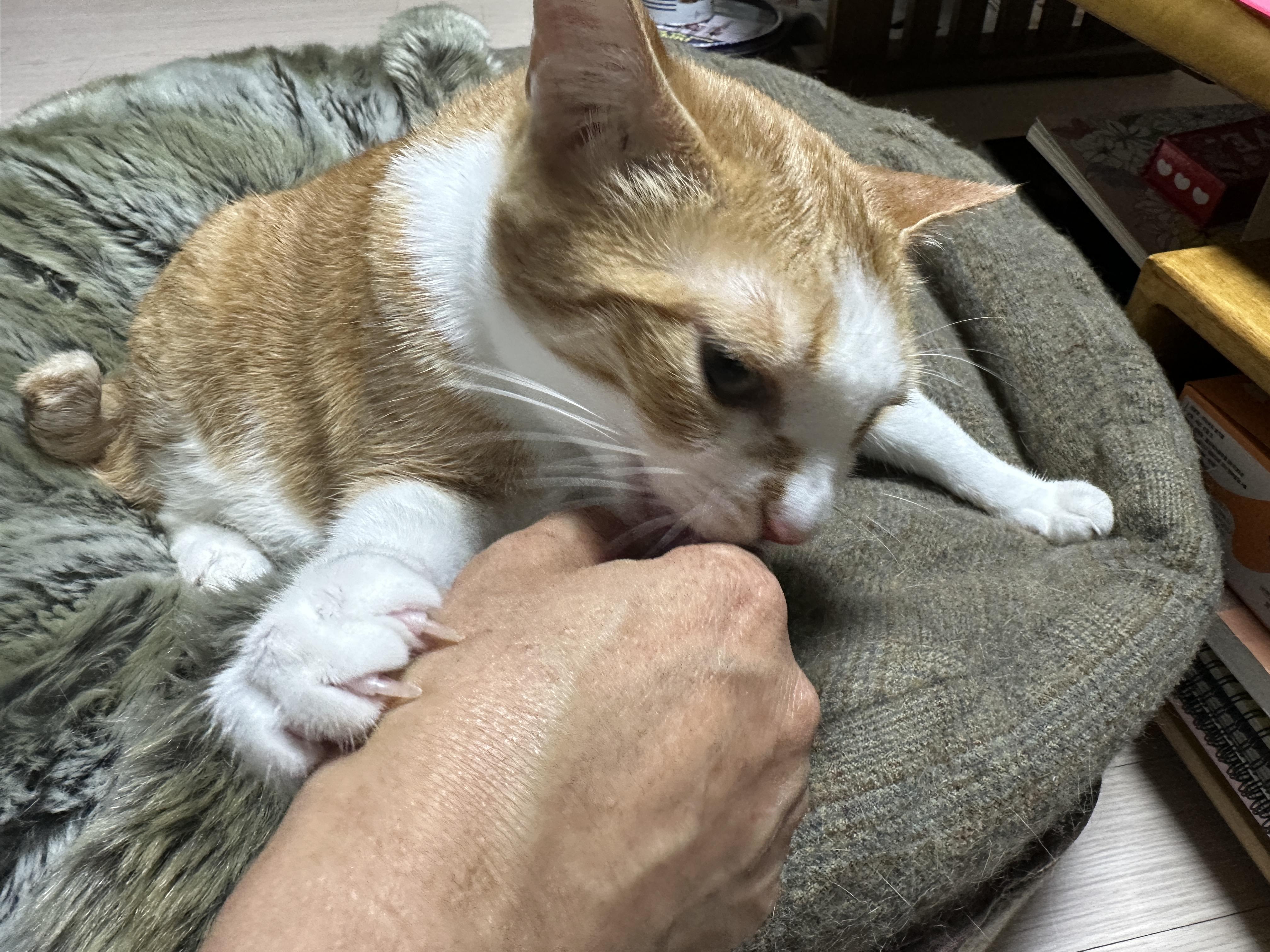 호야 배를 만졌더니 돌아온 것은...(feat. 그루밍 중독 치즈냥이 호야)