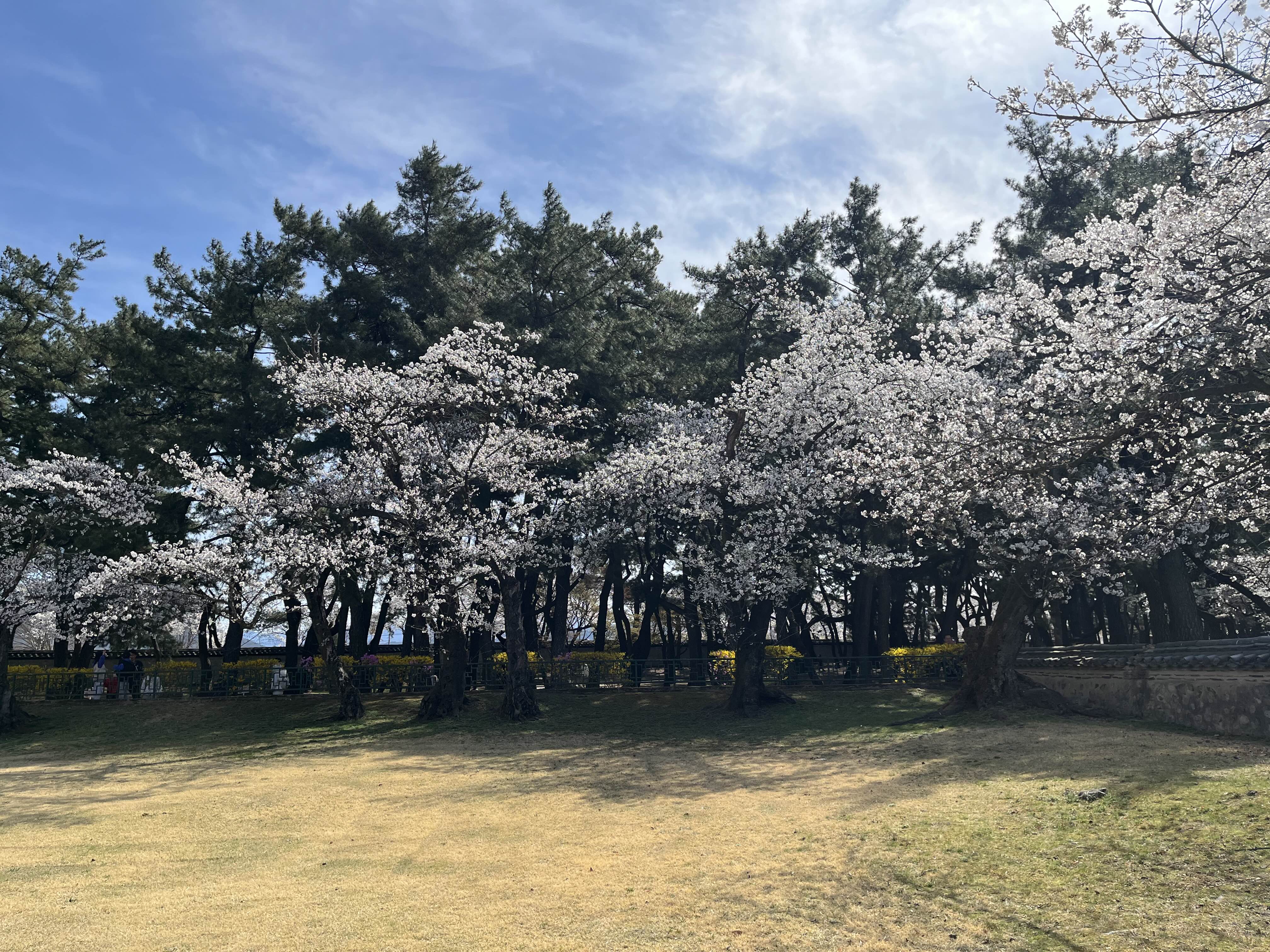경주 벚꽃