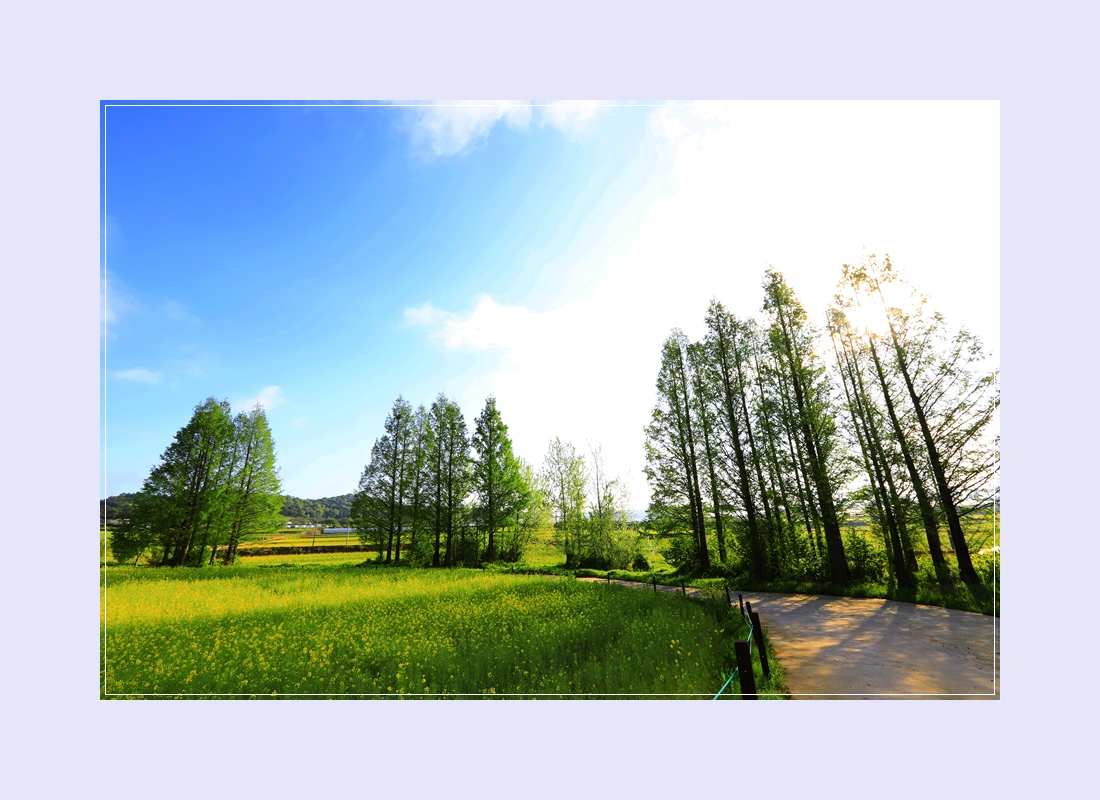 2025 고창 청보리밭 축제