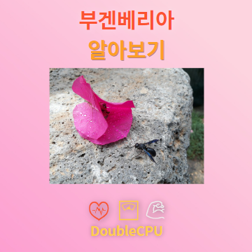 부겐베리아 꽃말 및 탐구