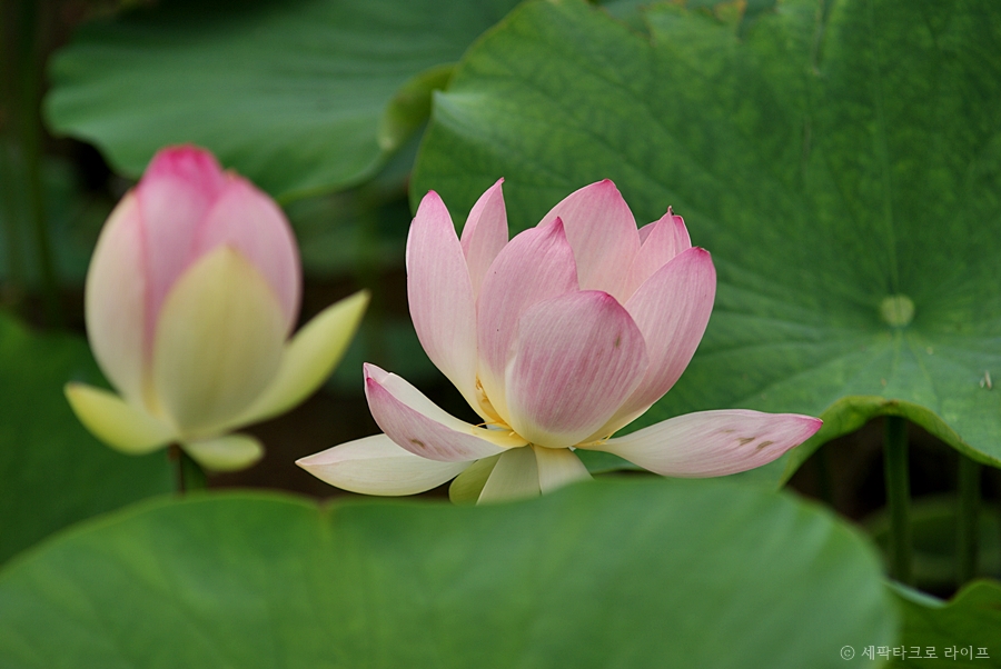 철마연꽃