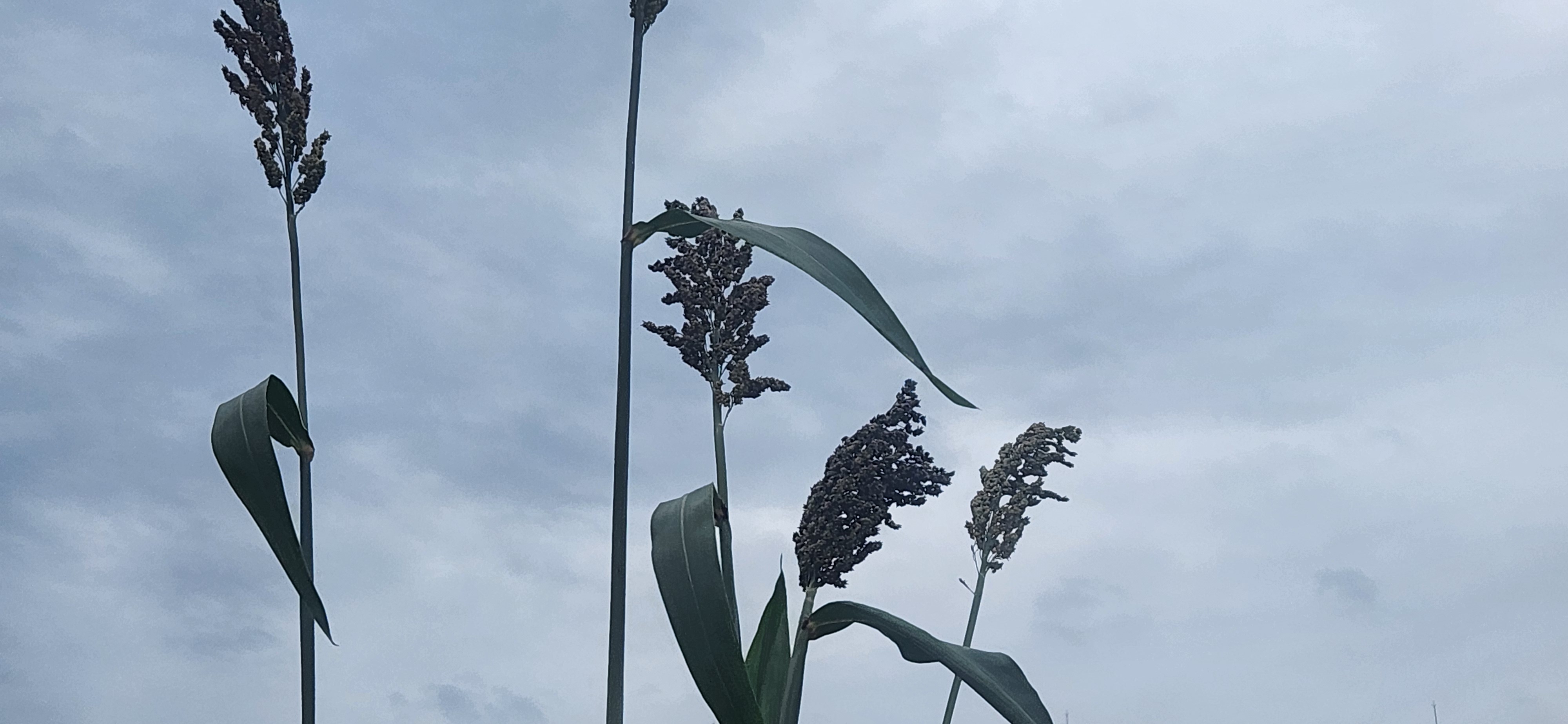 하늘을 배경으로 수수 이삭이 늘어선 모습