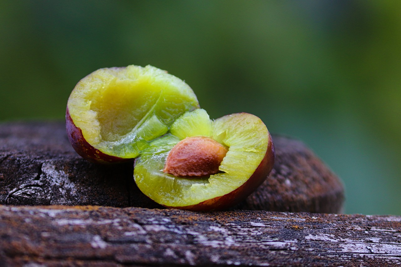 자두씨 일반쓰레기