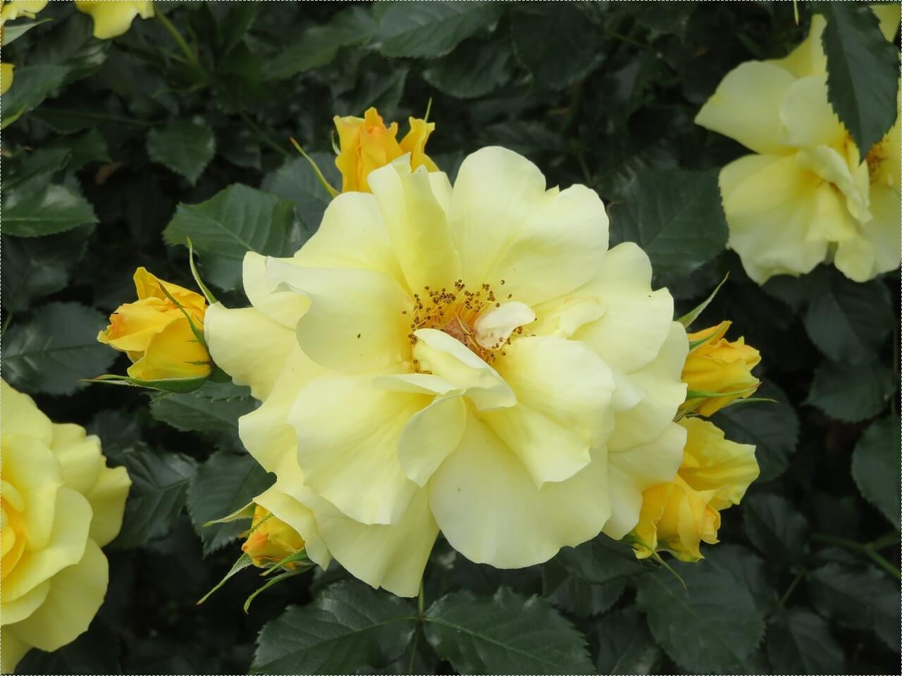 하나은행 정기예금 금리