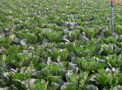 배추밭
