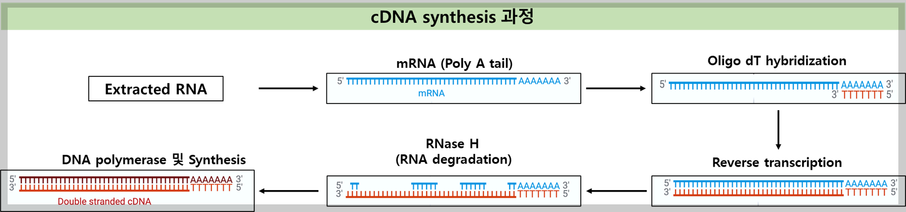 cDNA 합성