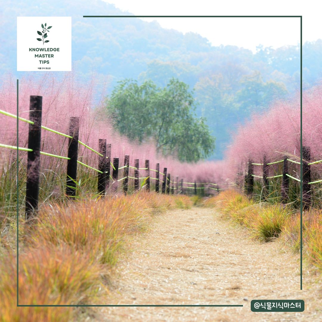 핑크뮬리, 핑크빛 구름