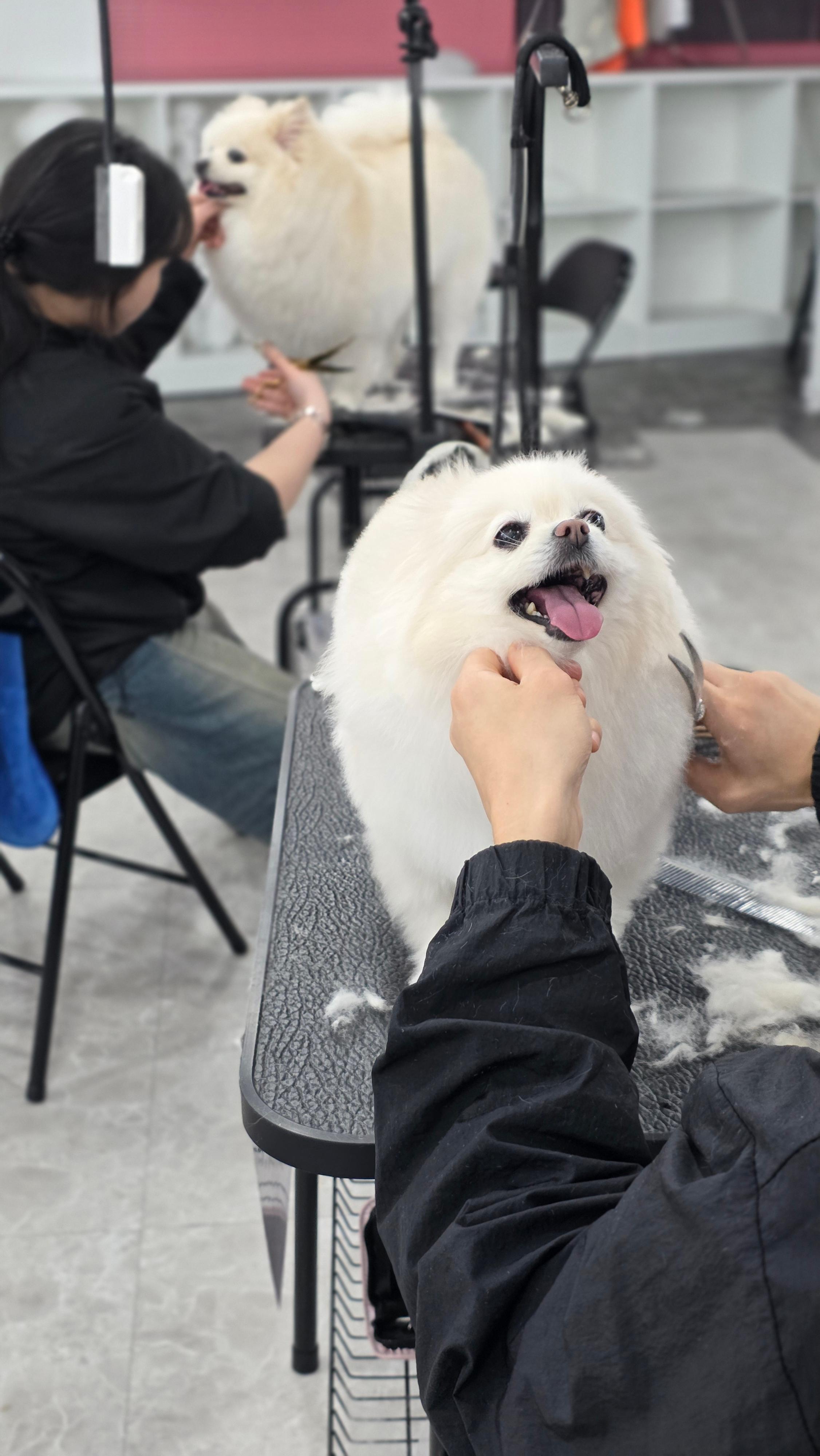 거제애견미용학원후기