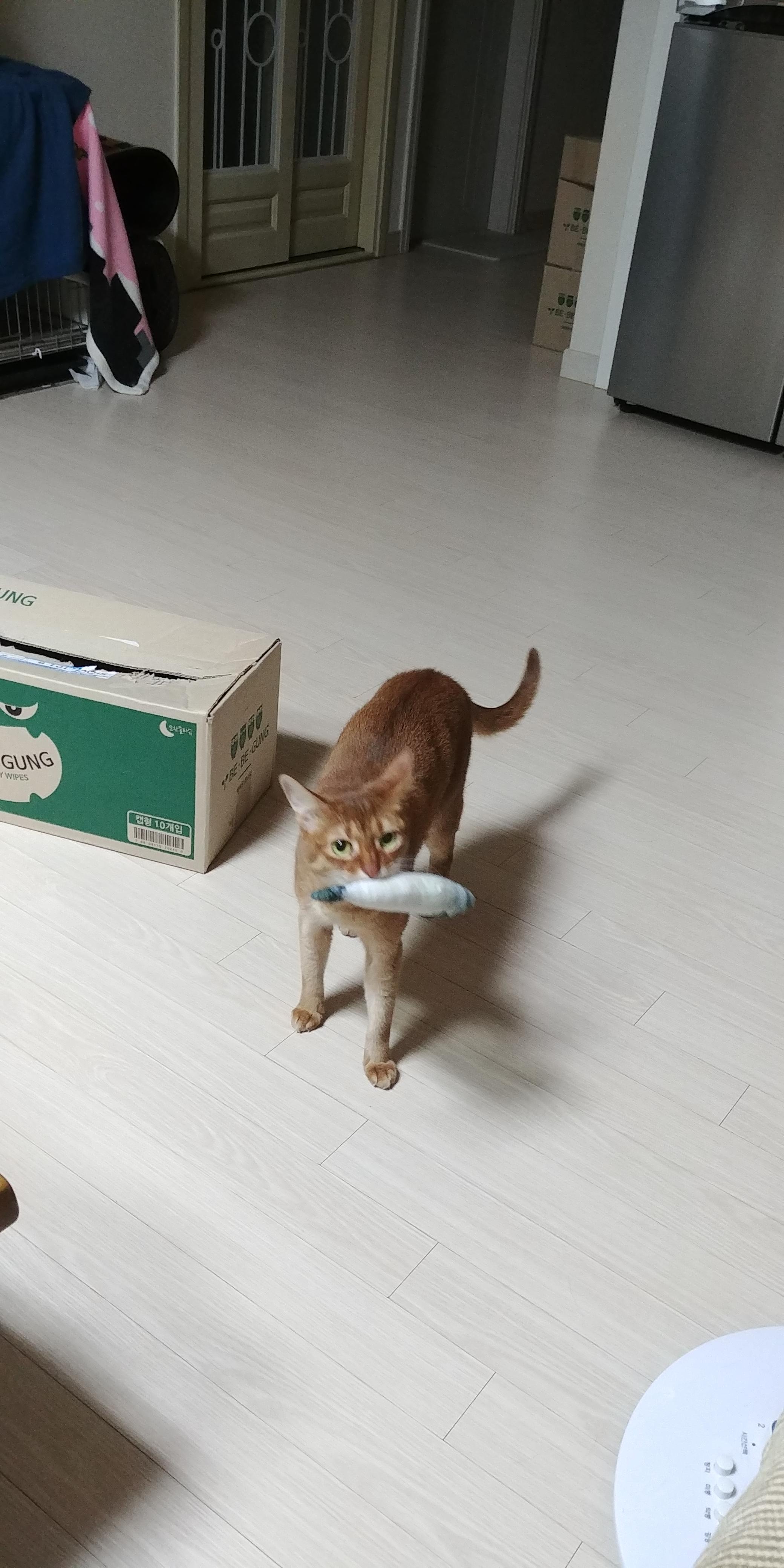 아비시니안 집지키는 고양이