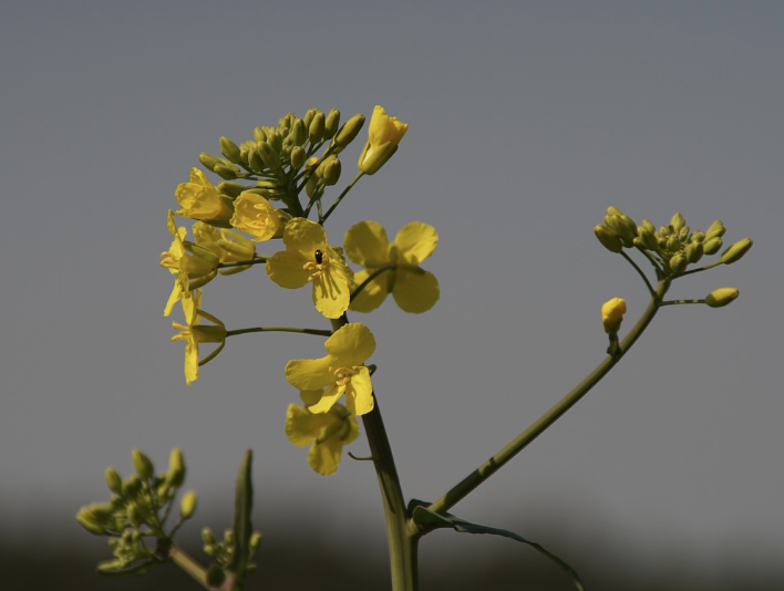2025 구리 유채꽃축제