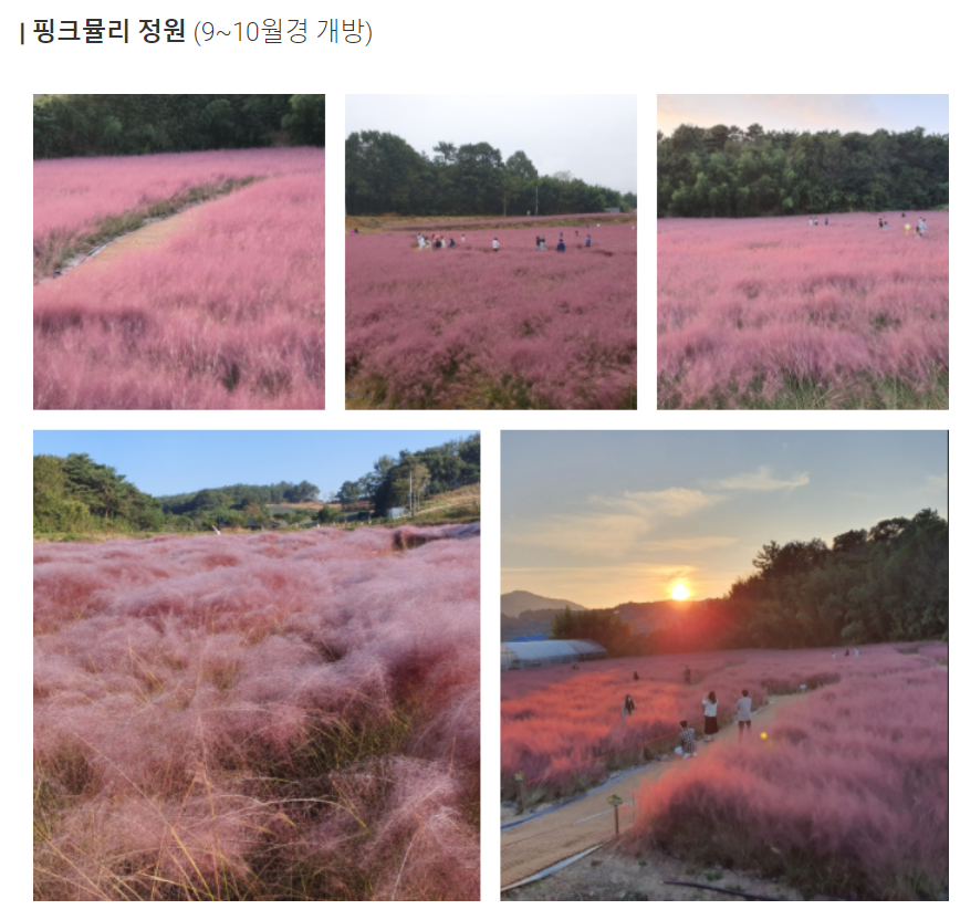 고창 청농원 핑크뮬리 정원