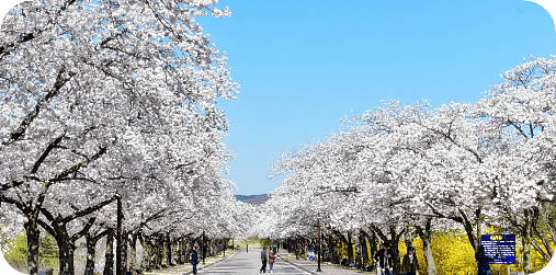 경주 벚꽃시즌 웨딩촬영