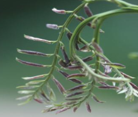 아까시잎혹파리