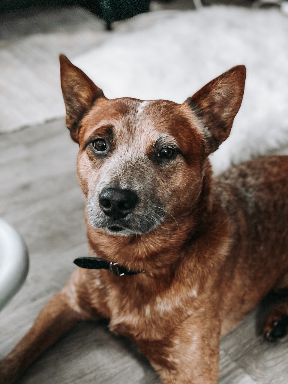 오스트레일리안 캐틀독(Australian Cattle Dog)4
