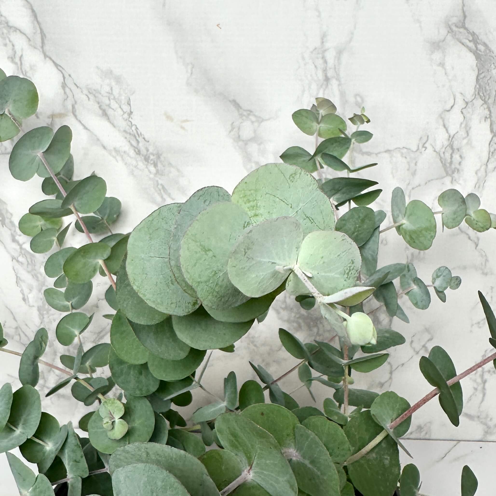 유칼립투스 키우기