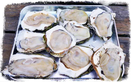 6시내고향 [전남 광양 애호박 전화 택배 주문, 섬진강 명물 벚굴 구이 맛집, 벚굴 찜 맛집] 방송 촬영 정보 위치 어디