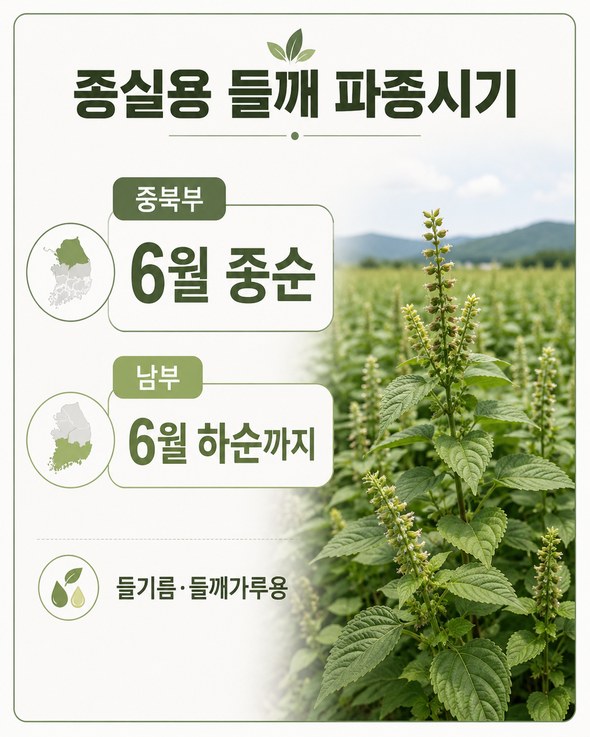 들깨 파종시기